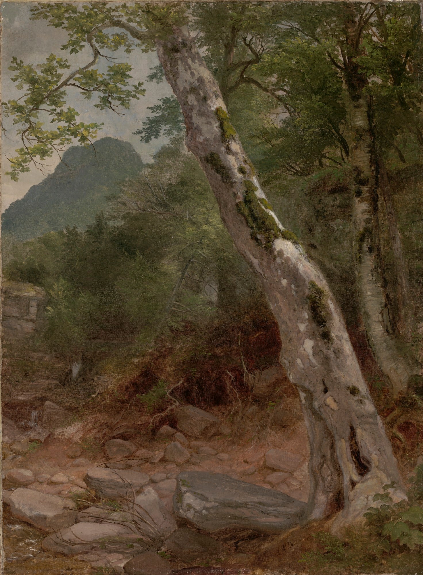 Un sycomore, Plaaterkill Clove - Asher Brown Durand