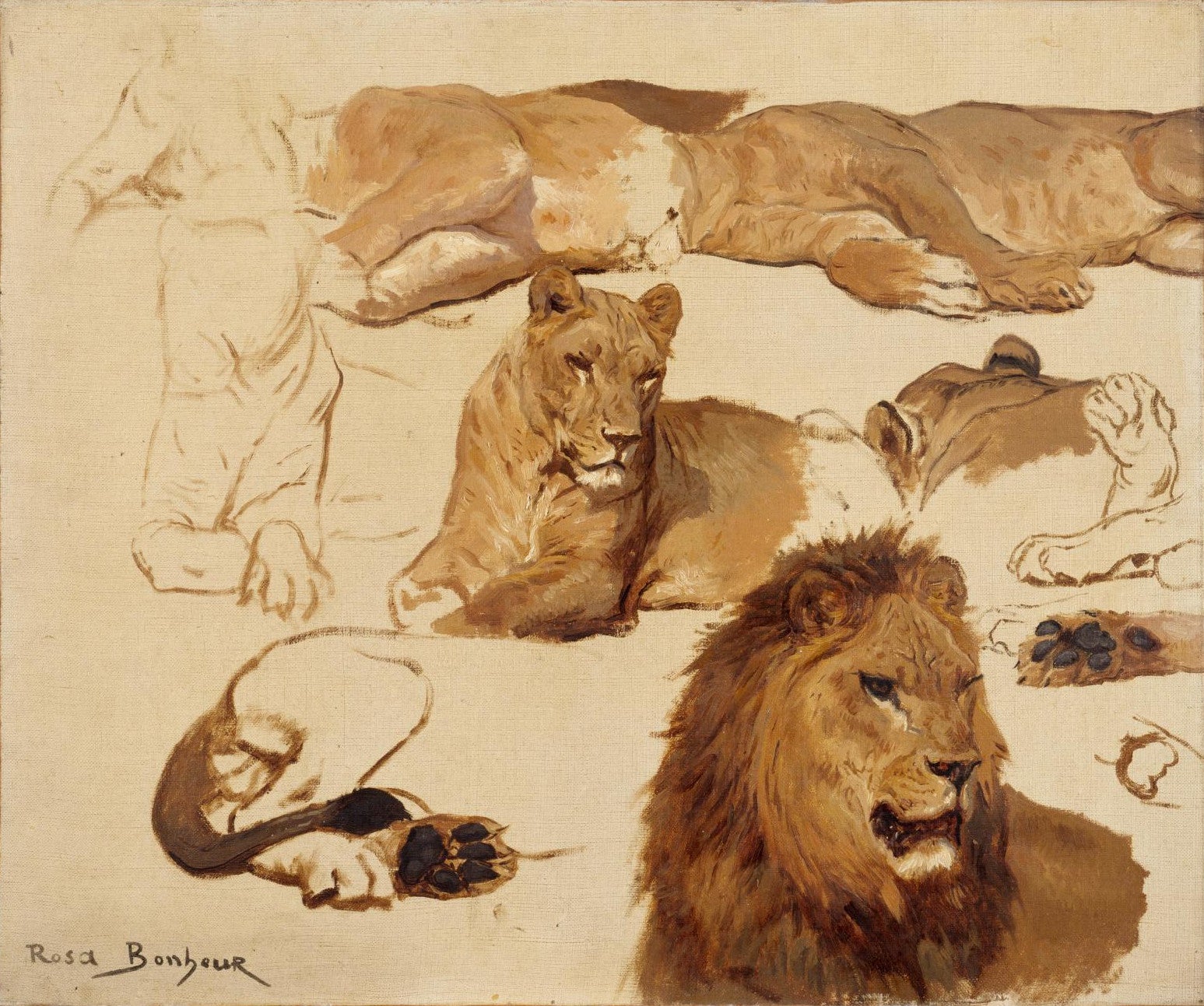 Huit études de lion et lionne et trois études de pattes - Rosa Bonheur