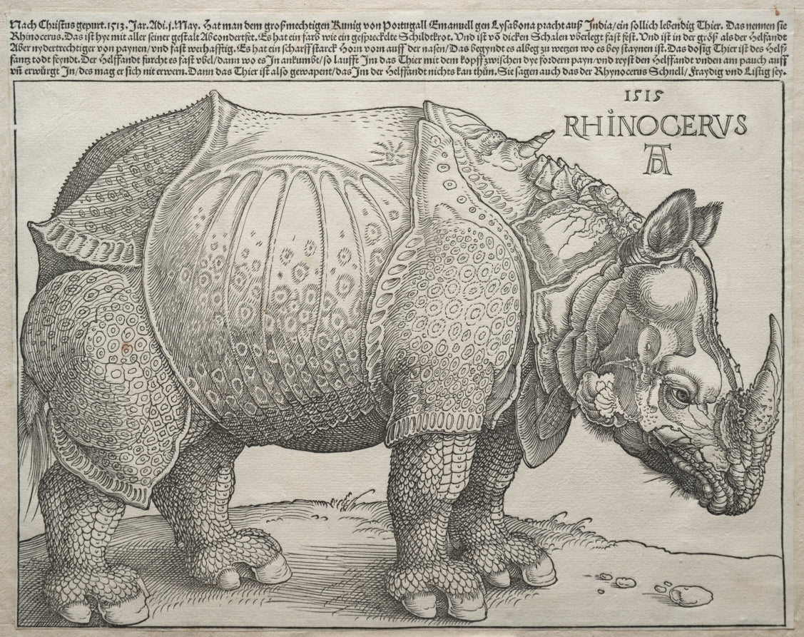 Rhinocéros - Albrecht Dürer