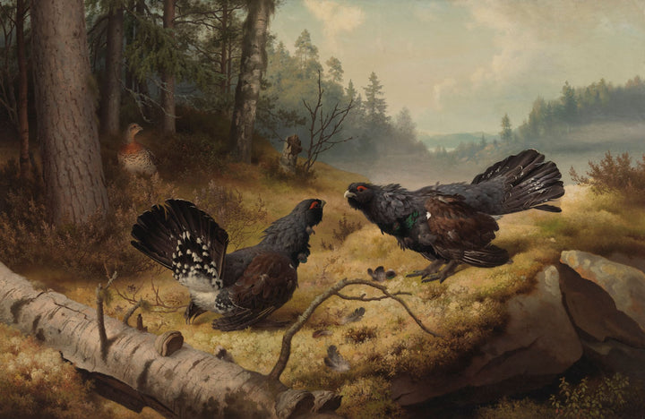 Les Grands Tétras combattant - Ferdinand von Wright