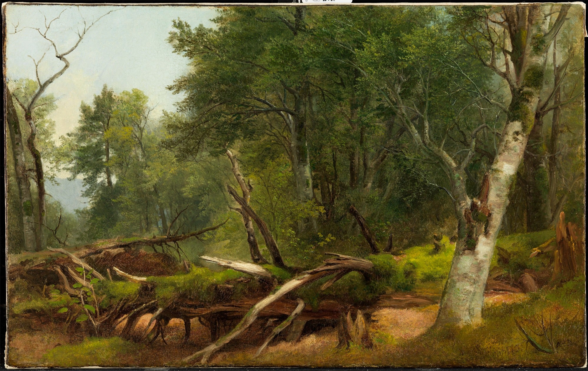 Scène de forêt dans les Catskills - Asher Brown Durand