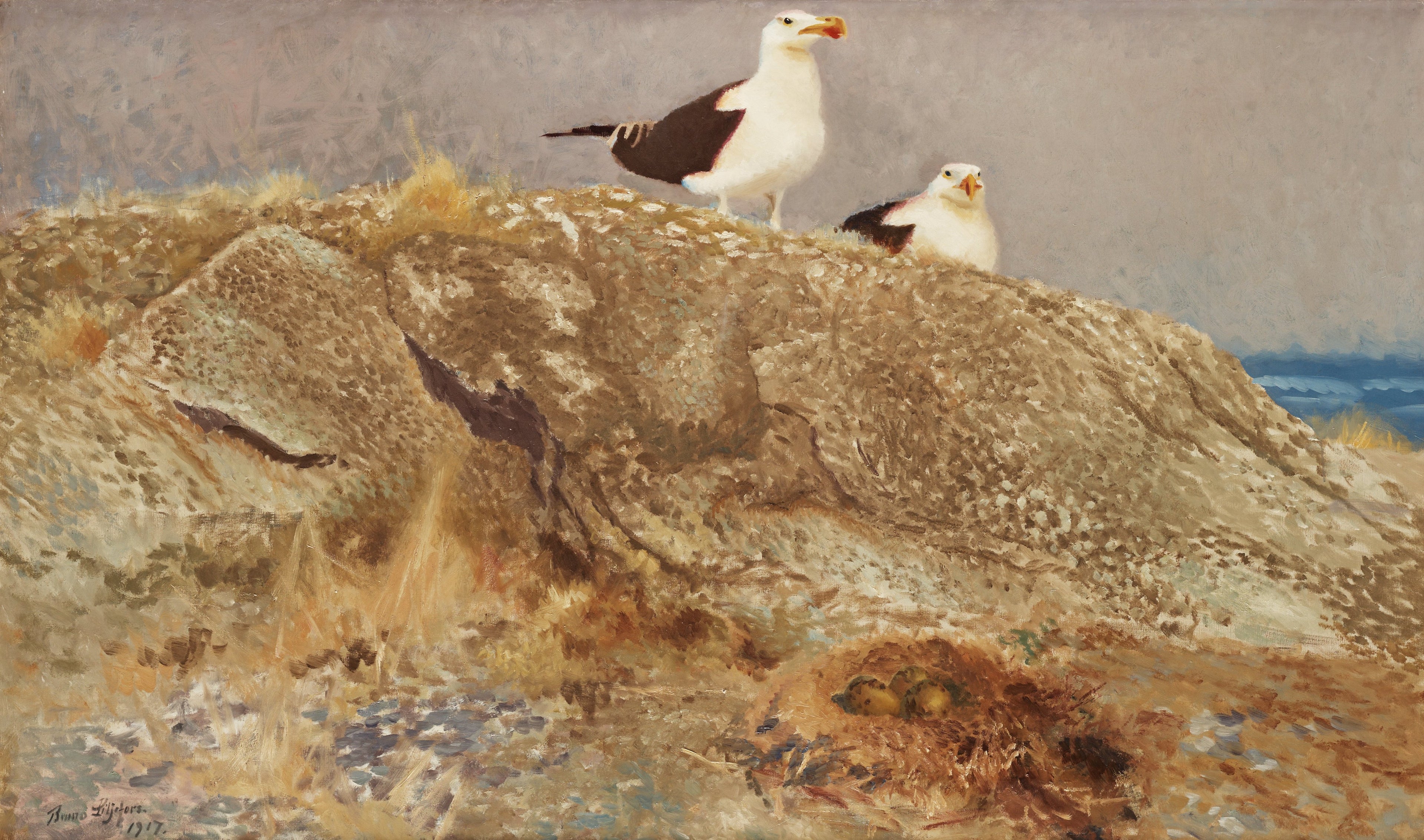 Goélands marins - Bruno Liljefors