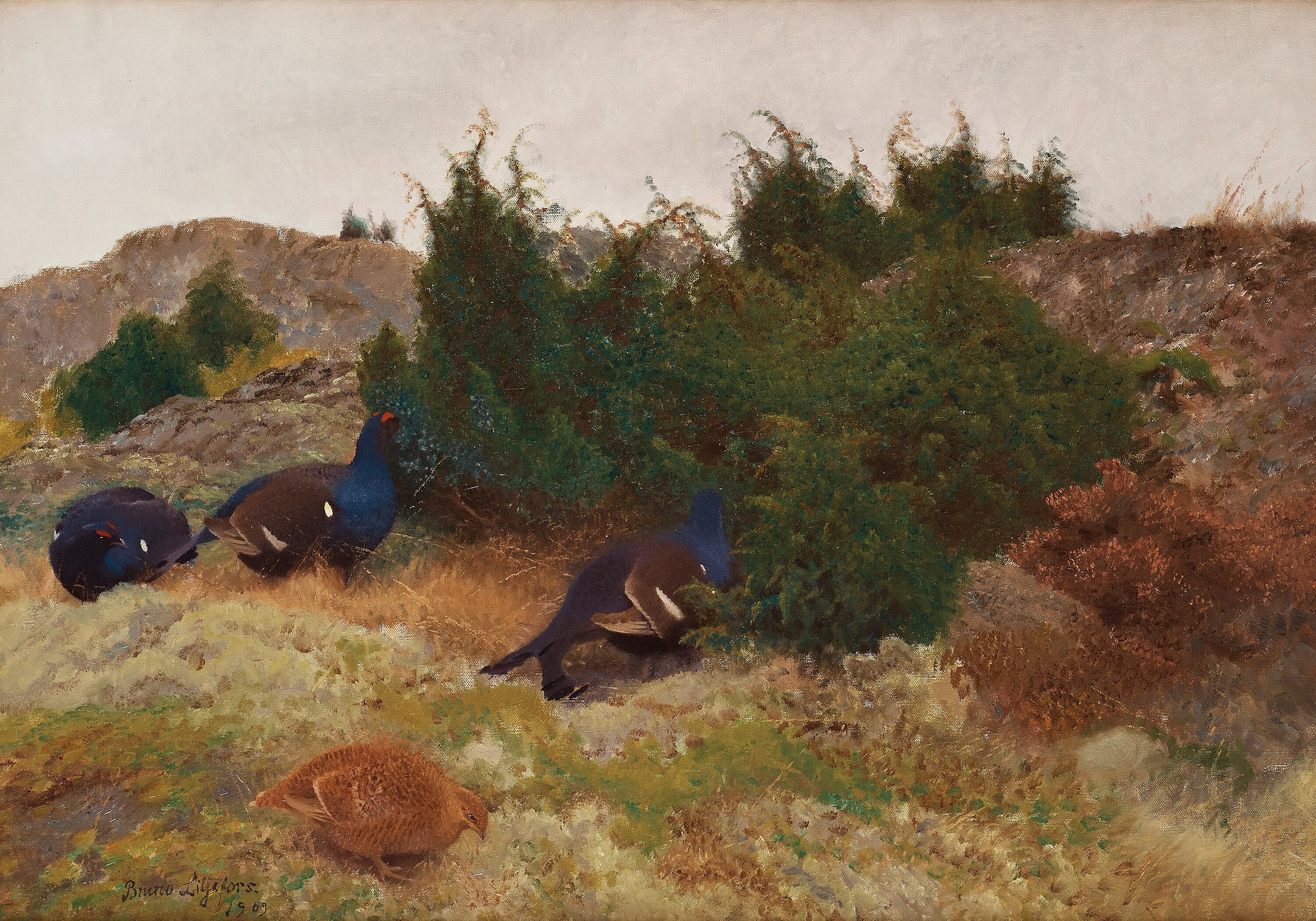 Tétras lyre en automne - Bruno Liljefors