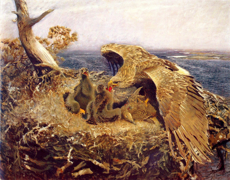 Nid d'aigle de mer - Bruno Liljefors