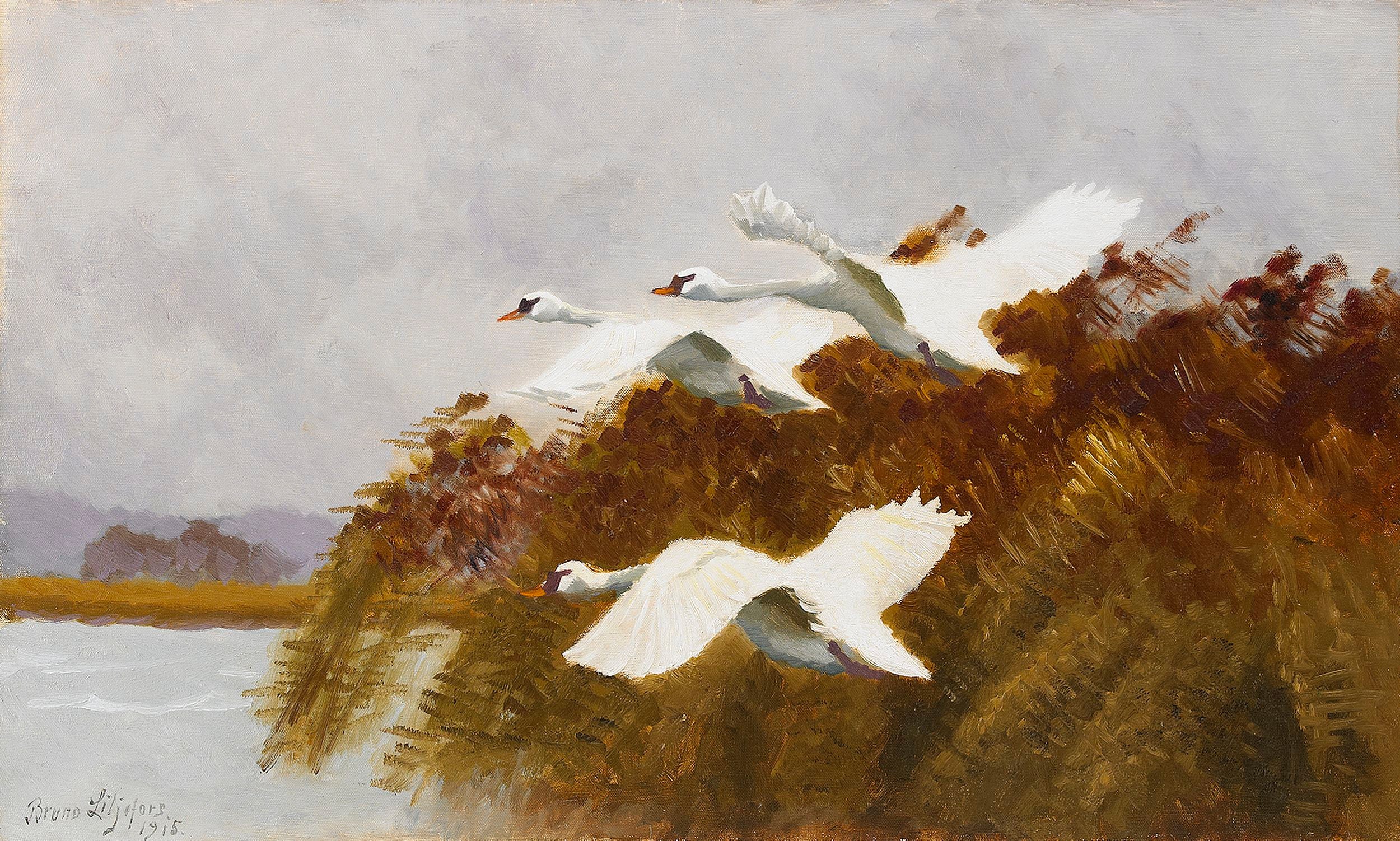 cygnes étirés - Bruno Liljefors
