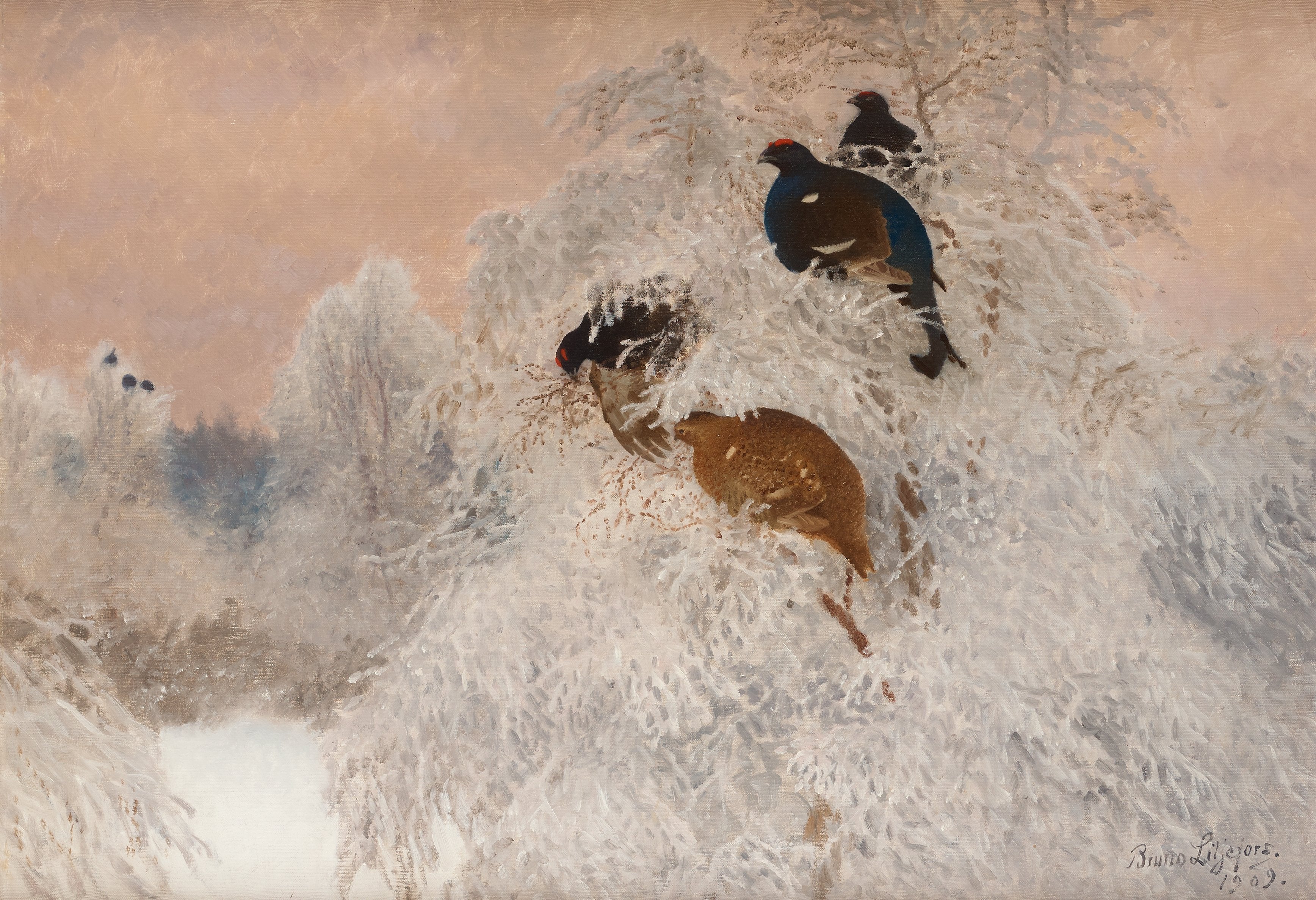 Photo d'hiver avec des tétras lyres - Bruno Liljefors