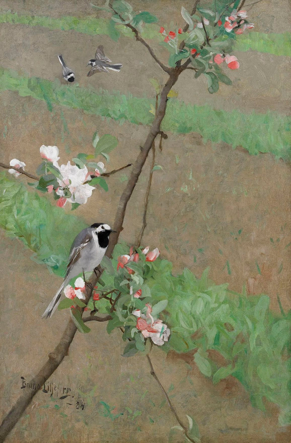 Bergeronnettes blanches - Bruno Liljefors
