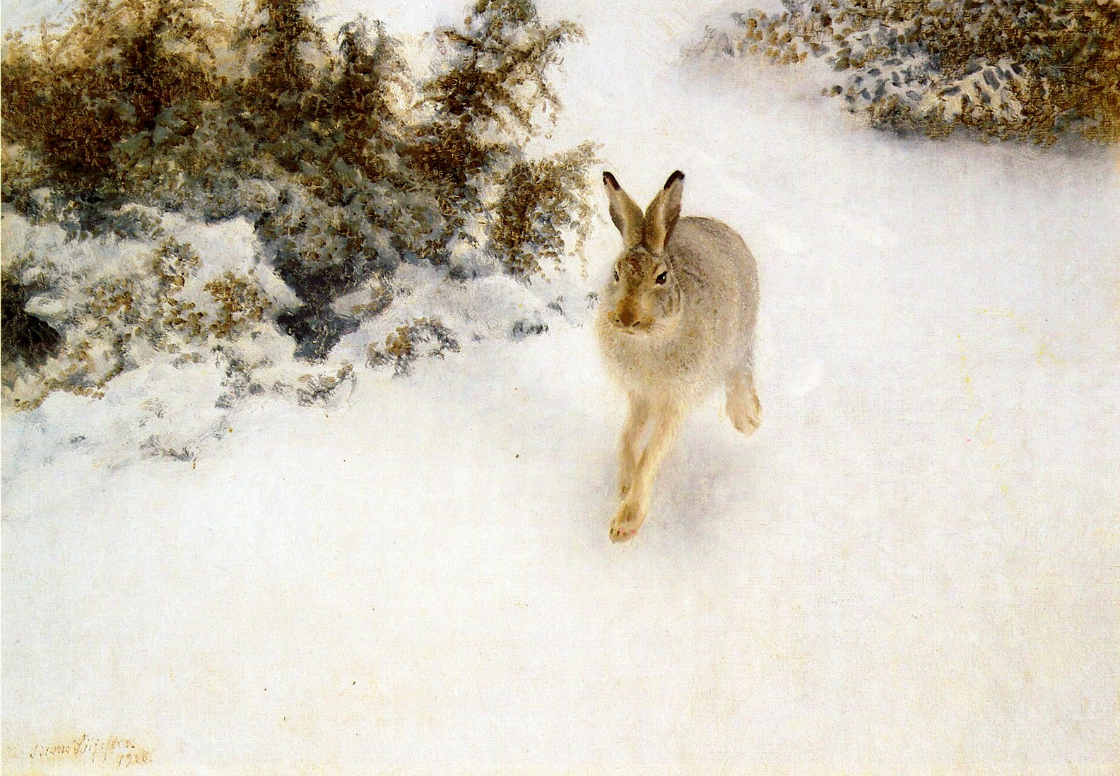 Lièvre d'hiver - Bruno Liljefors