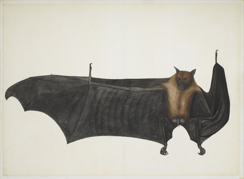 Great Indian Fruit Bat - Bhawani Das