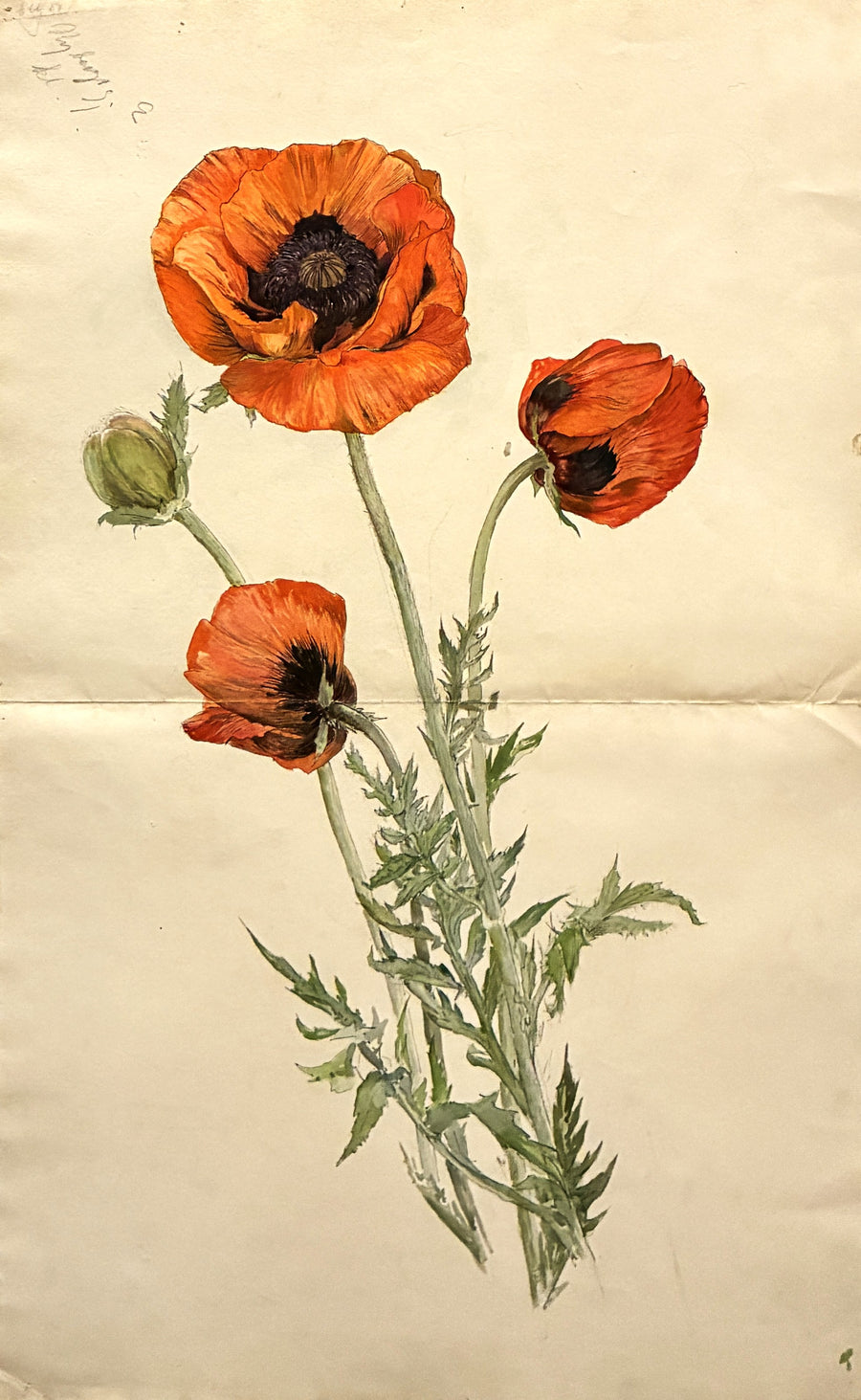Poppy - Hilma af Klint