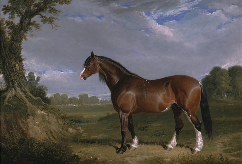 Bir Clydesdale boğası - John Frederick Herring, Sr.