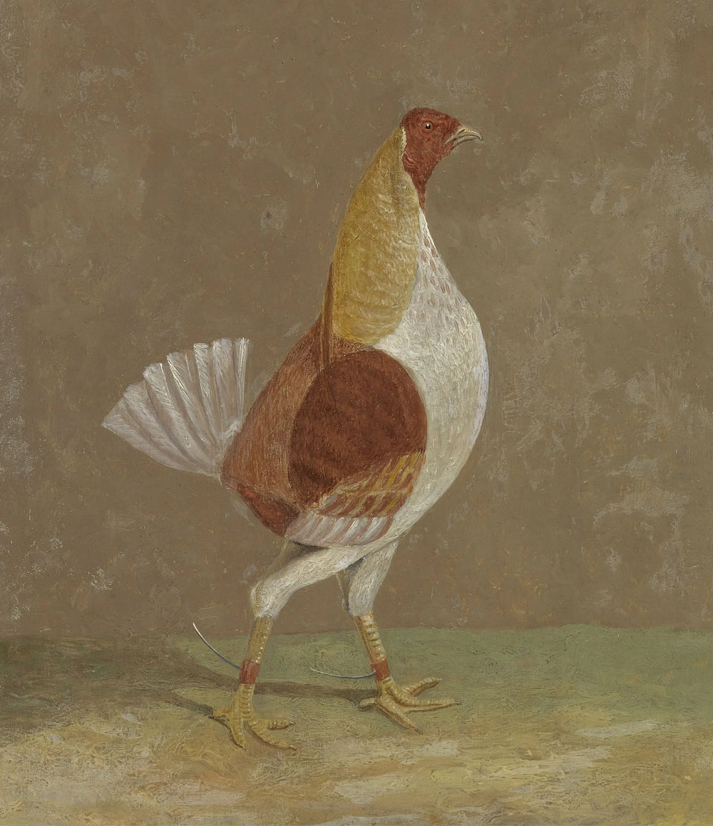Coqs de combat: un coq de combat à poitrine pâle tourné vers la droite - John Frederick Herring Sr. - Alpha Reproduction