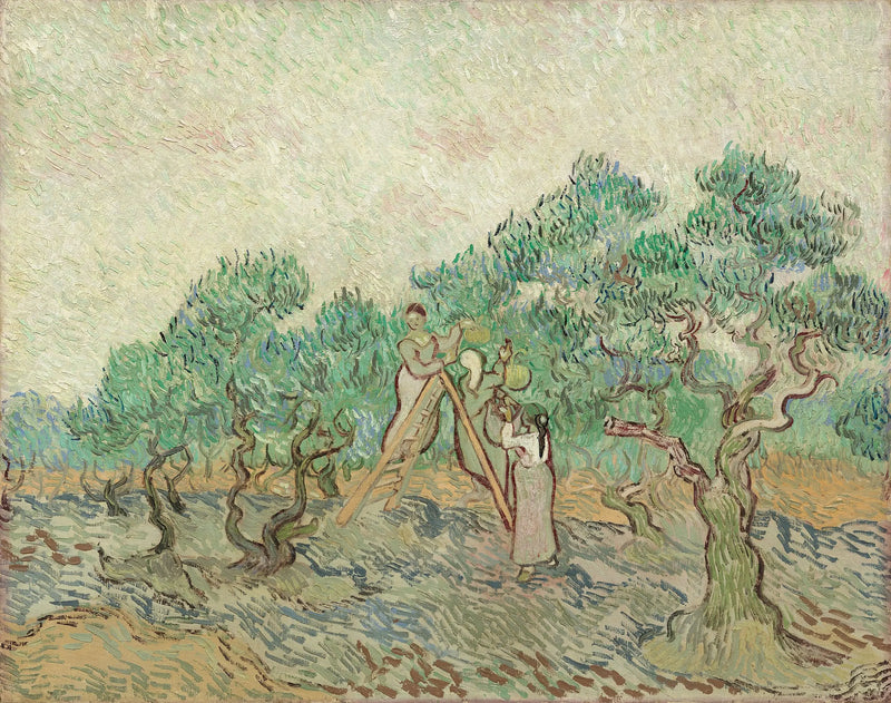 Zeytin Hasadı - Vincent van Gogh