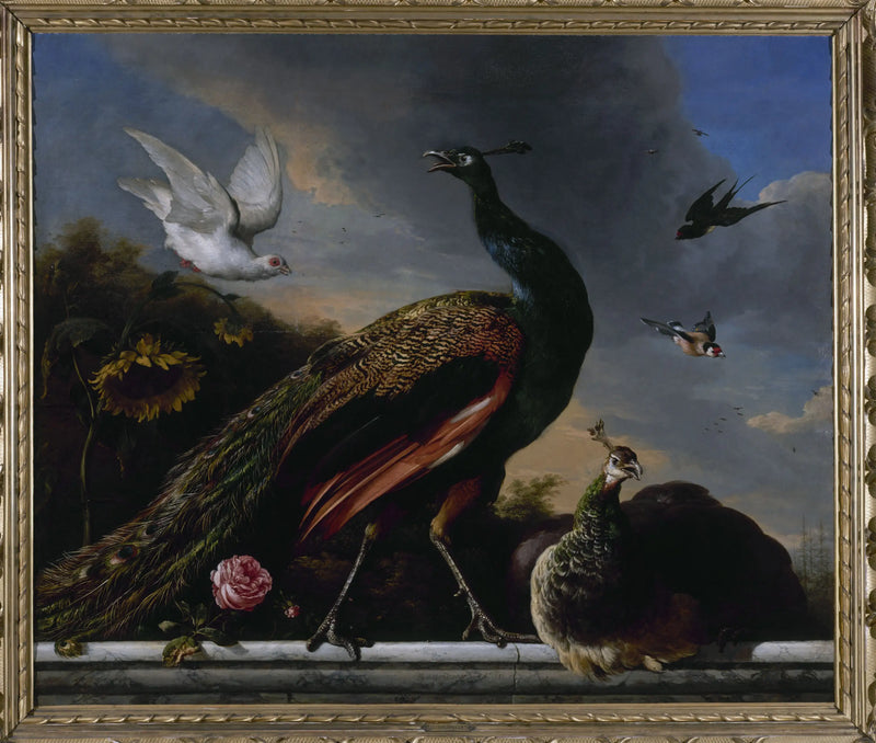 Paonlar, erkek ve dişi - Melchior de Hondecoeter