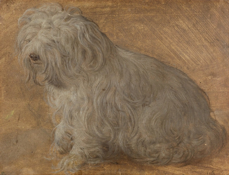 Bichon Maltais - Titian