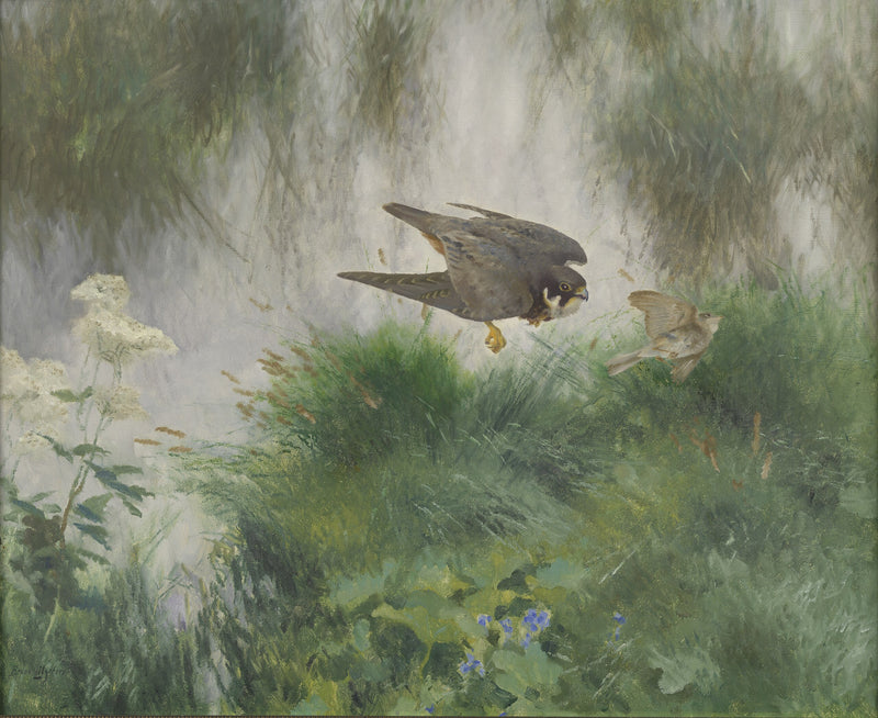 Boomvalk stotend op een zangvogel - Bruno Liljefors