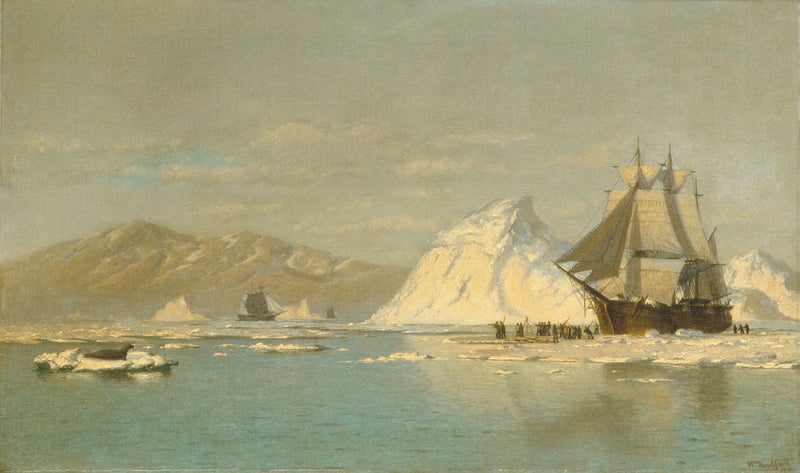 Grönland açıklarında — Serbest yüzme arayan balina balinağı - William Bradford