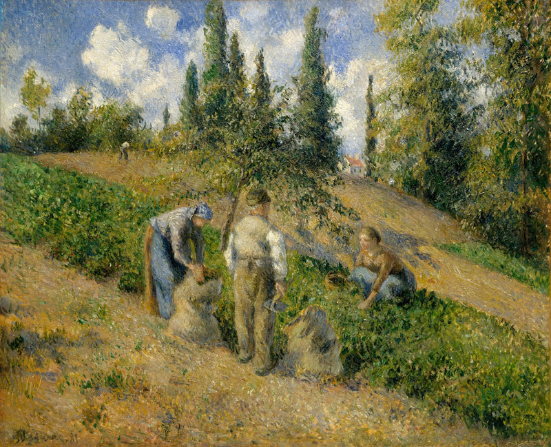 Hasat, Pontoise - Camille Pissarro