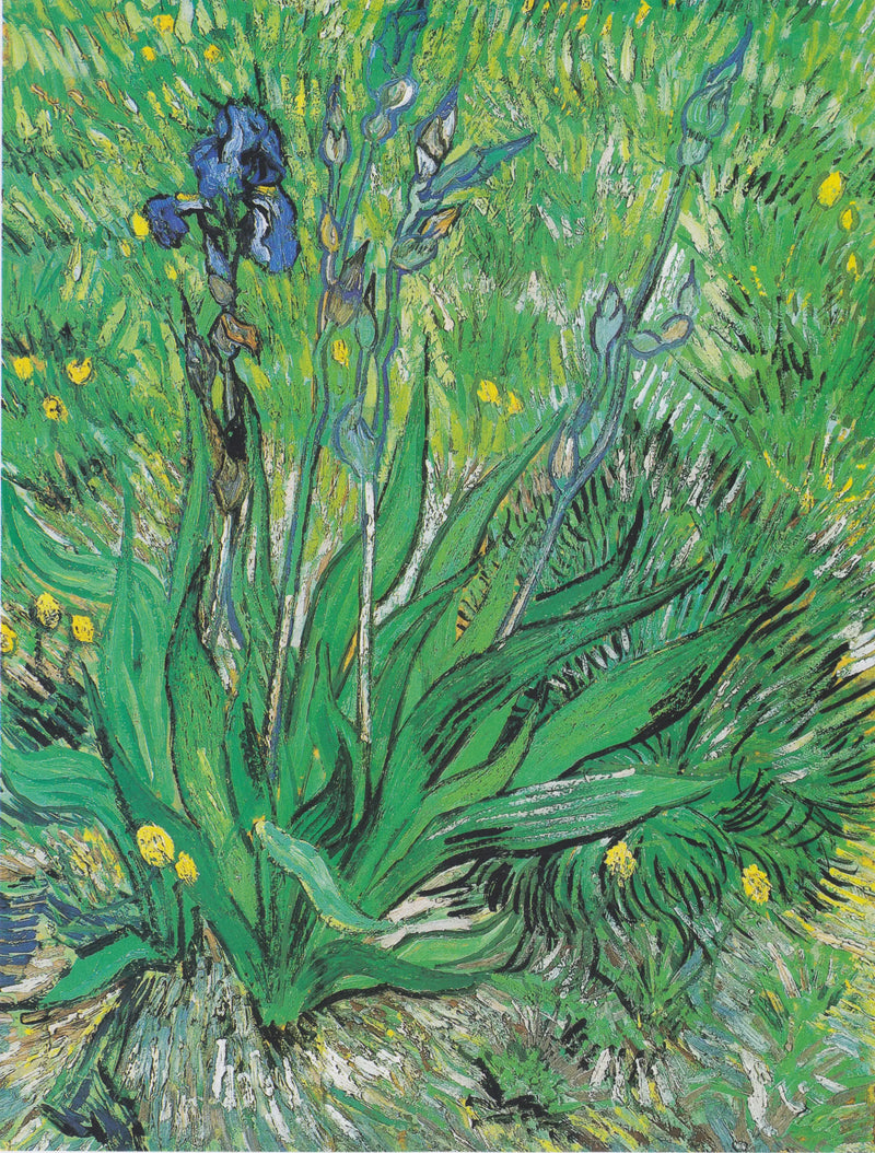İris - Vincent van Gogh