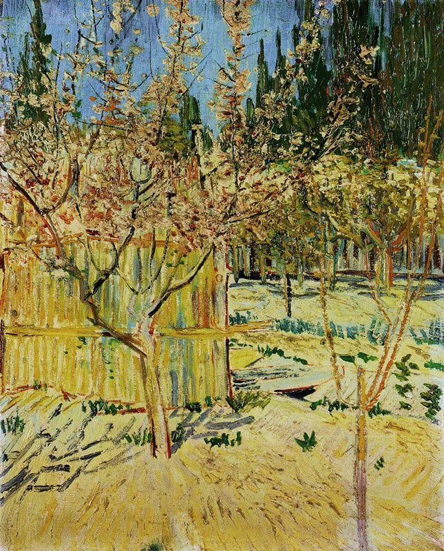 Çiçek Açan Kayısı Ağaçları - Vincent van Gogh