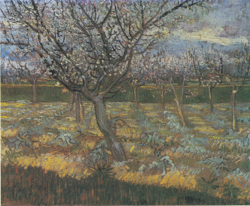 Çiçek Açan Kayısı Ağaçları - Vincent van Gogh