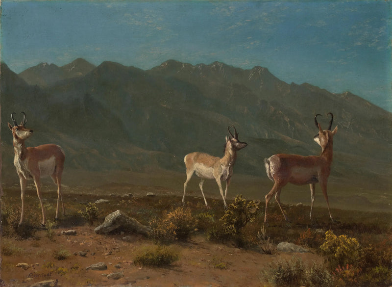 Antilope (Arizona Antilopu) - Albert Bierstadt