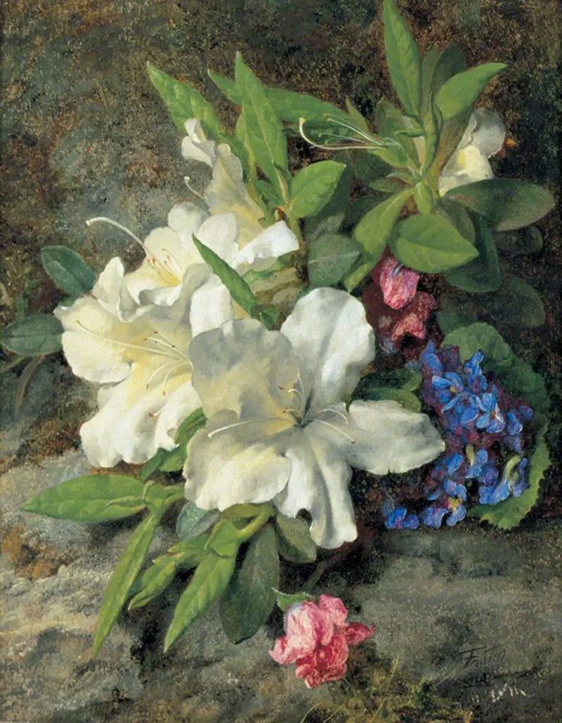 Beyaz Orkide - Henri Fantin-Latour