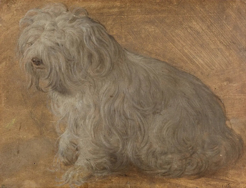 Bichon Maltais - Titian