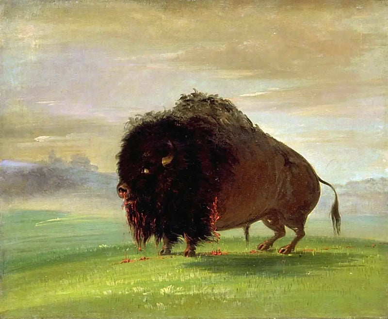 Yaralanmış Bison, Çayırlar Üzerinde Kanını Saçıyor - George Catlin