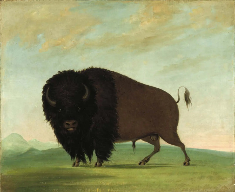 Erkek bufalo otlarken çayırda - George Catlin