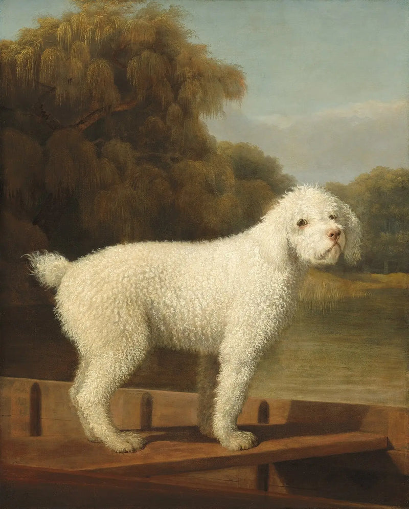 Beyaz Pudel Punt'ta - George Stubbs