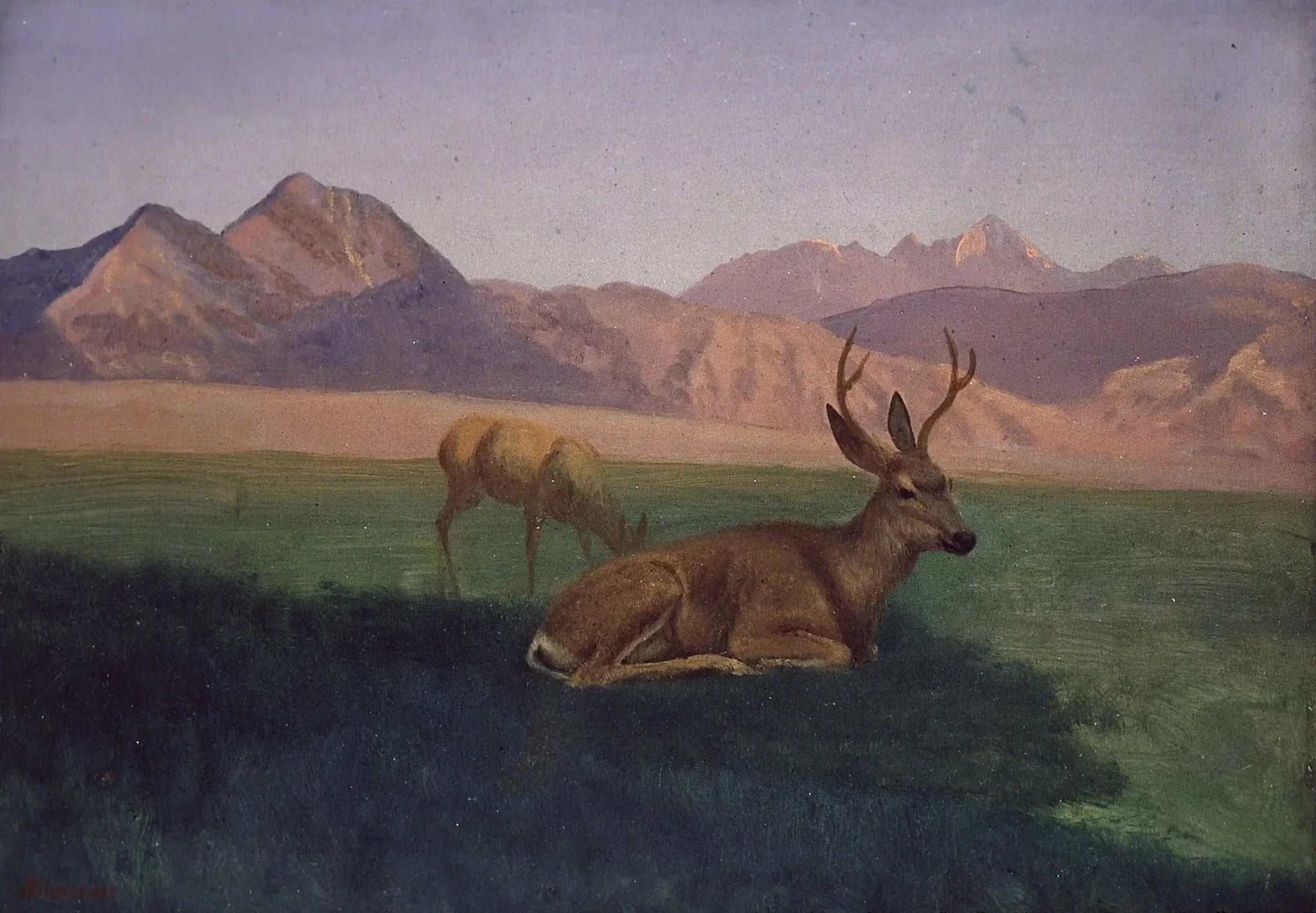 Cerf - Albert Bierstadt image 1 reproduction de peinture à l’huile