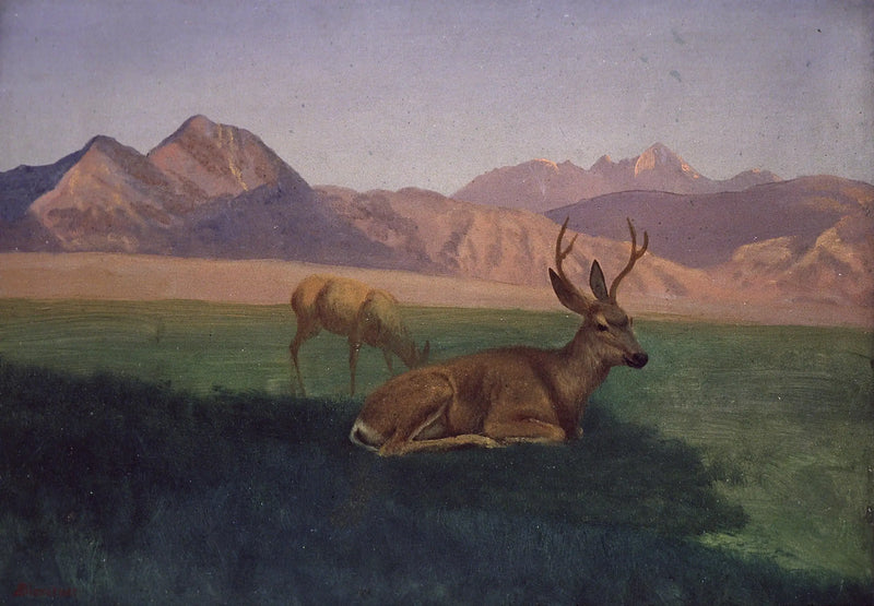Cerf - Albert Bierstadt
