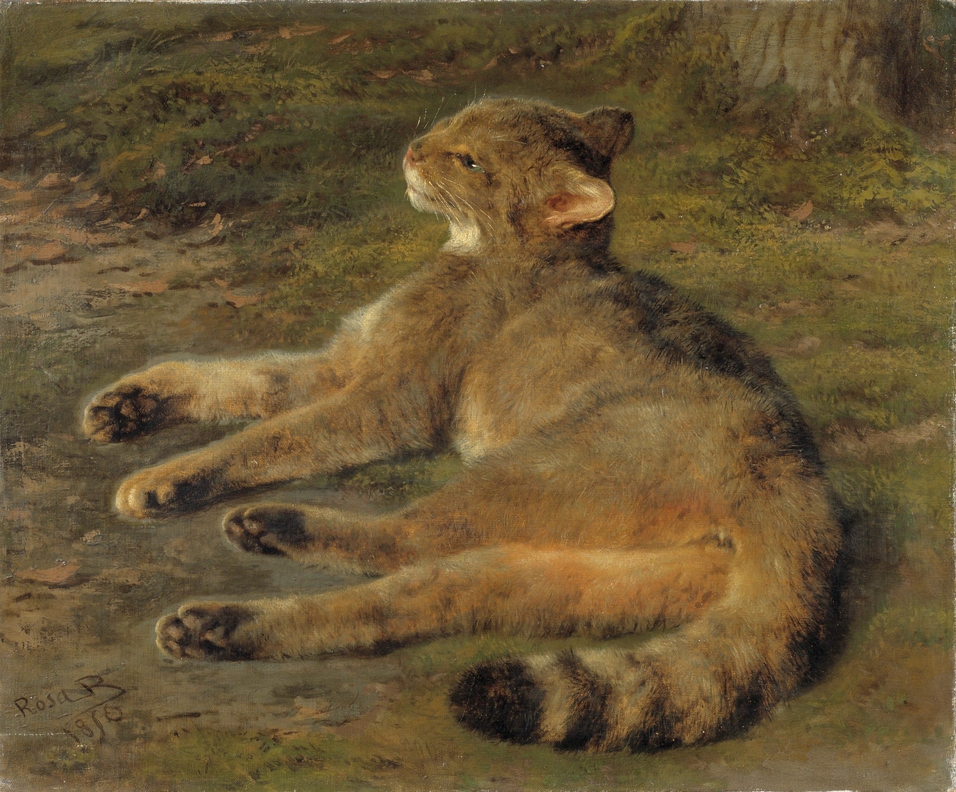 Chat sauvage - Rosa Bonheur