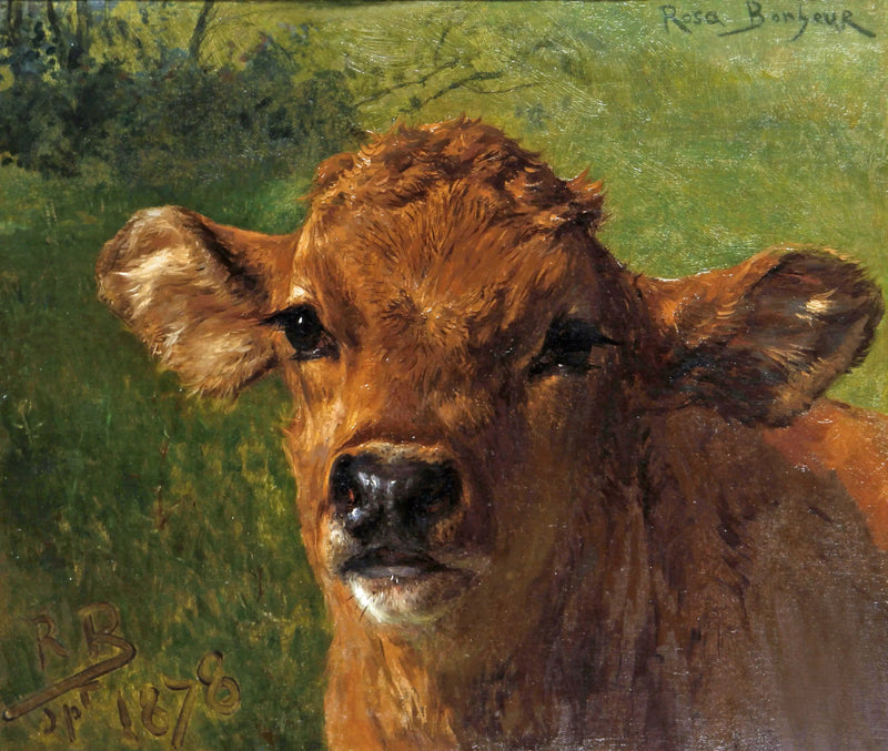 Bir dana başı - Rosa Bonheur