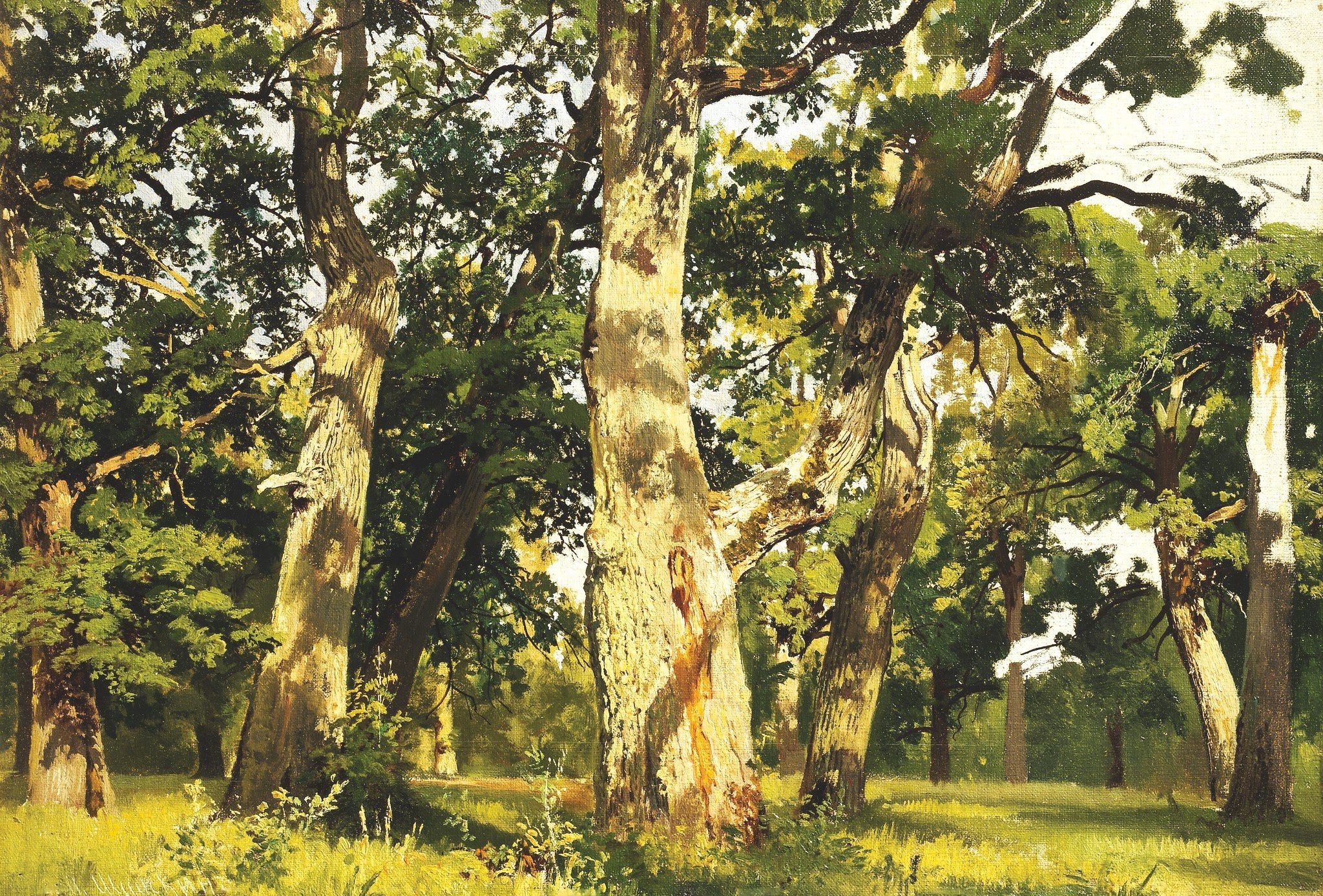 Chênes. Soir - Ivan Chichkine