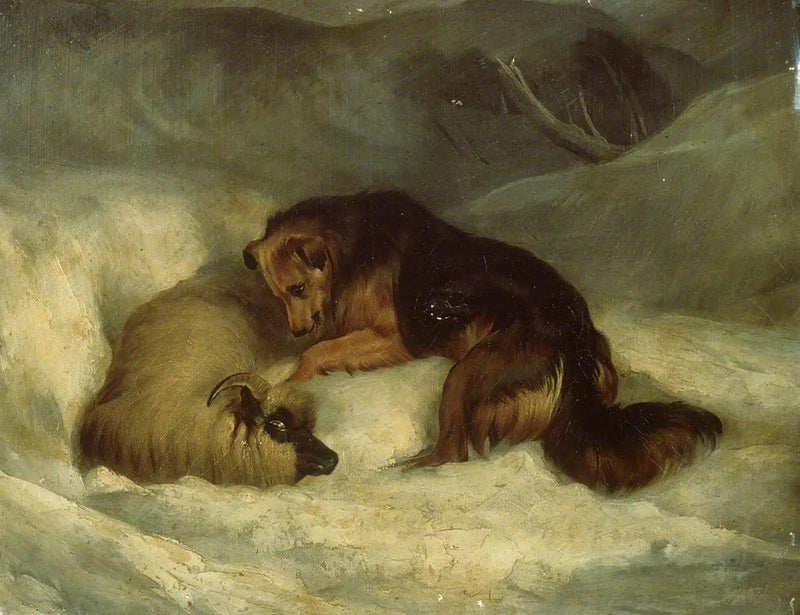 Highland Çoban Köpeği karla kaplı (eski adıyla 