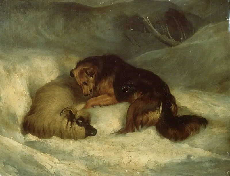 Highland Çoban Köpeği karla kaplı (eski adıyla 