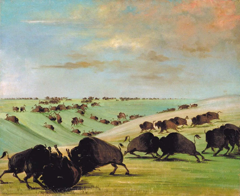 Yarış sezonu sırasında boğa boğuşmaları, Haut-Missouri - George Catlin