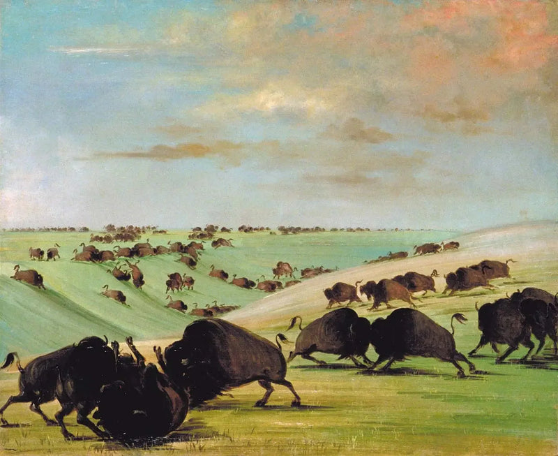 Yarış sezonu sırasında boğa boğuşmaları, Haut-Missouri - George Catlin