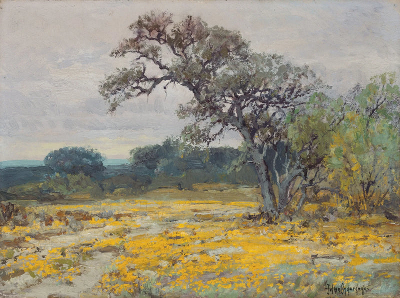 Coréopsis, San Antonio, Teksas yakınlarında - Julian Onderdonk