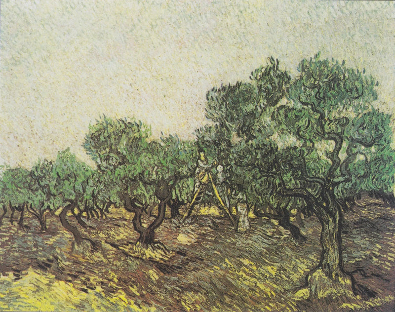 Zeytin Hasadı - Vincent van Gogh