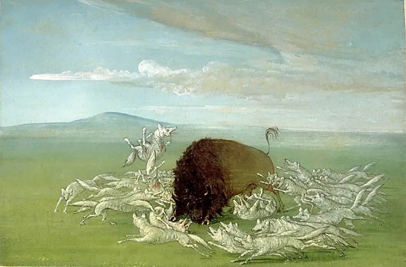 Beyaz kurtlar bir erkek bizonuna saldırıyor - George Catlin