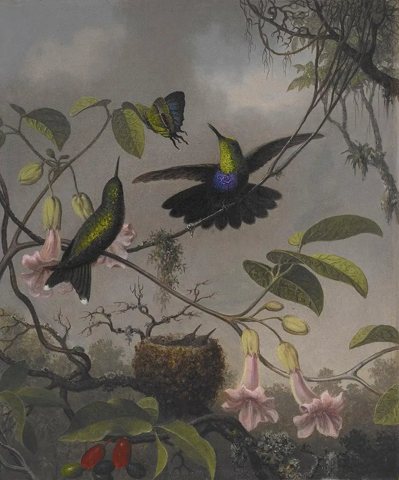 Çınar Yaprağı Kuyruklu - Martin Johnson Heade