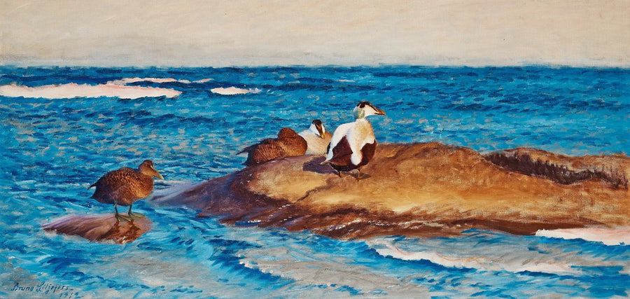 Eiders à duvet sur des îlots - Bruno Liljefors