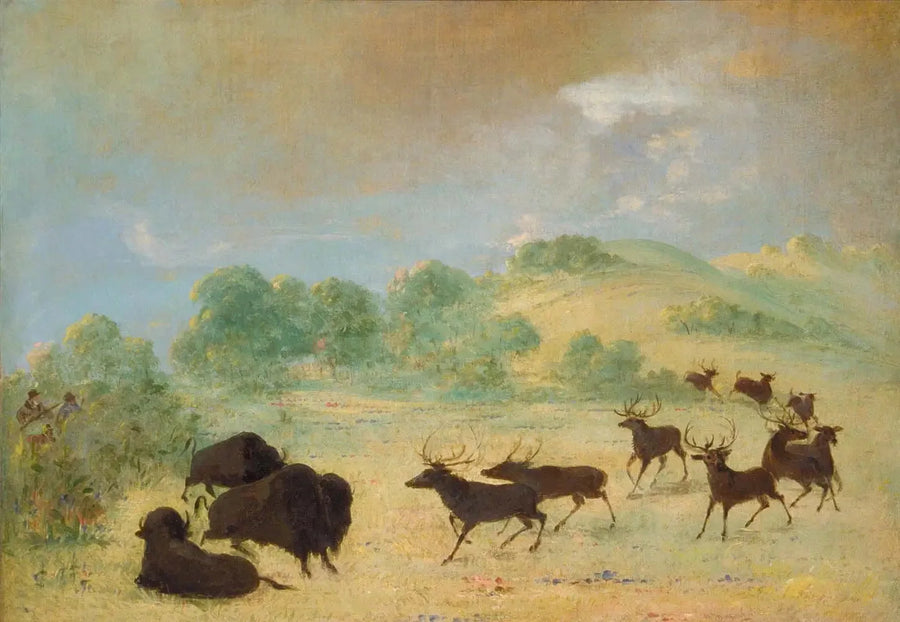 Elan ve bizon tanışıyor, Teksas - George Catlin