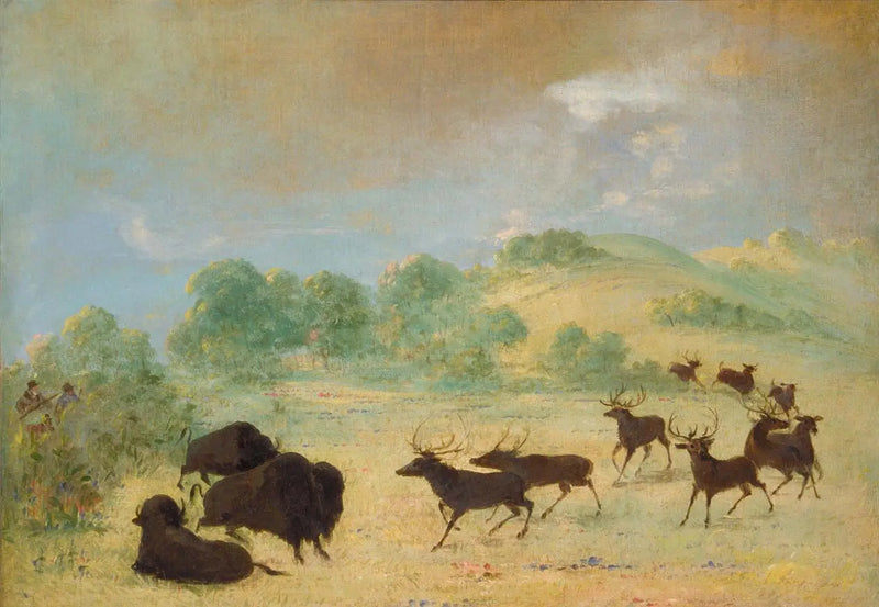 Elan ve bizon tanışıyor, Teksas - George Catlin