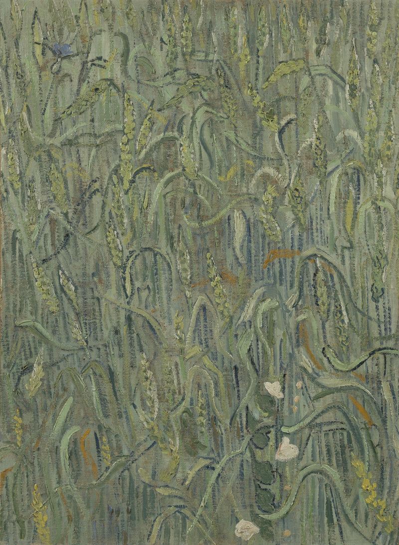 Buğday başakları - Vincent van Gogh