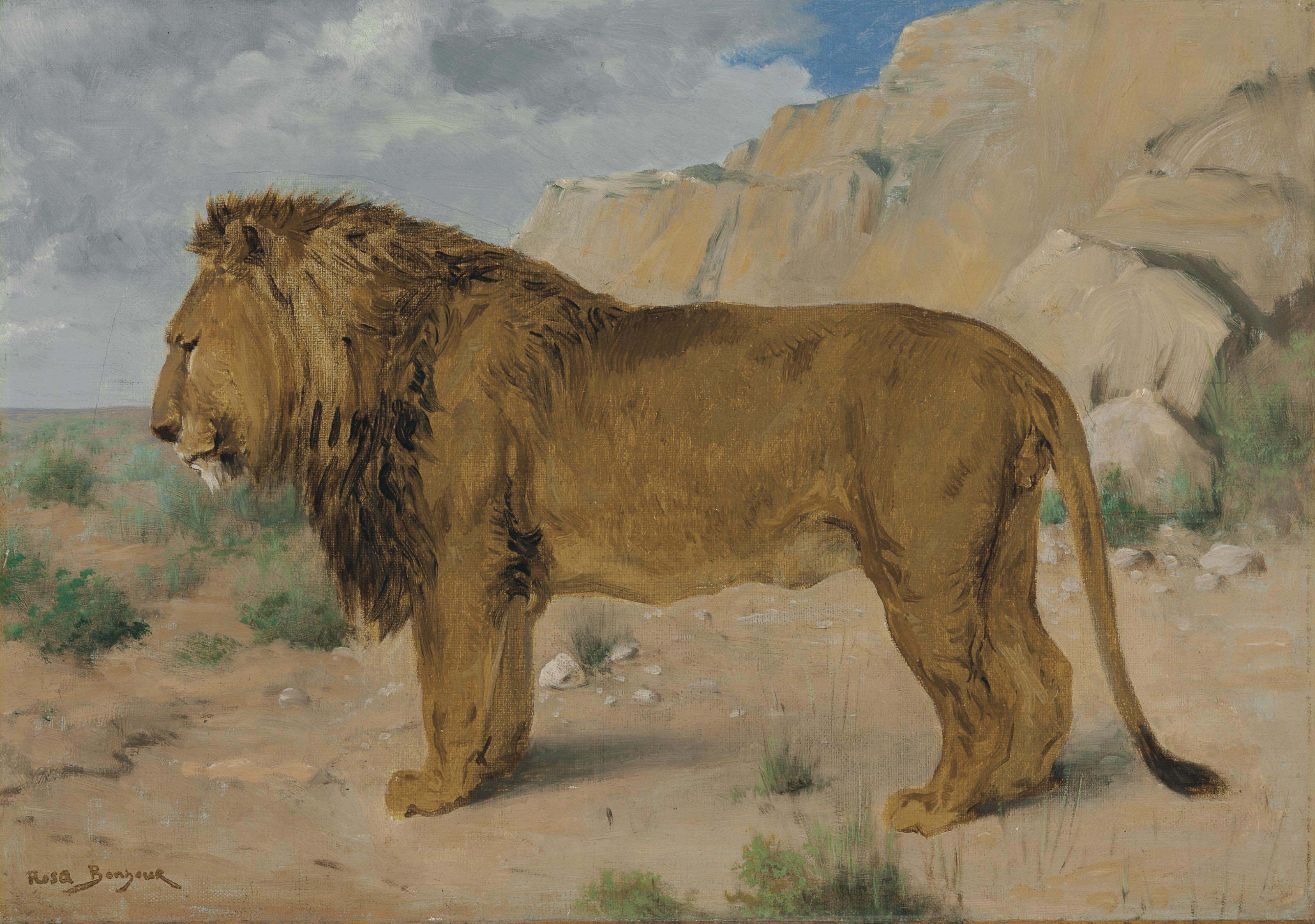 Étude d'un lion - Rosa Bonheur