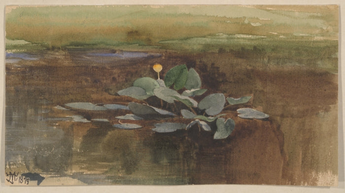 Étude d'un lotus d'eau - Thomas Moran